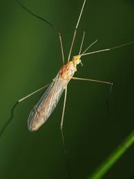 Attēlu rezultāti vaicājumam “Cribraria ferruginea”