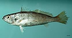 Image result for Cynoscion nebulosus