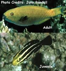 Image result for Chlorurus gibbus