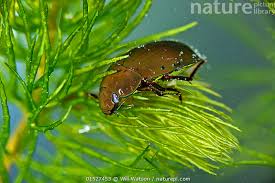 Attēlu rezultāti vaicājumam “Hydrochara caraboides”