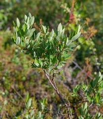 Attēlu rezultāti vaicājumam “Salix myrtilloides”