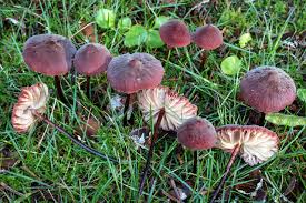 Attēlu rezultāti vaicājumam “Marasmius sp.”