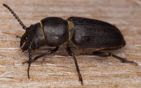 Attēlu rezultāti vaicājumam “Spondylis buprestoides”