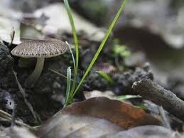 Attēlu rezultāti vaicājumam “Pluteus umbrosus”