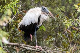 Attēlu rezultāti vaicājumam “Ciconiiformes”