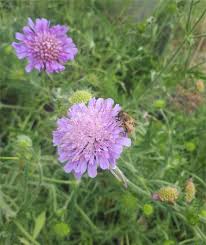 Attēlu rezultāti vaicājumam “Knautia arvensis fruit”