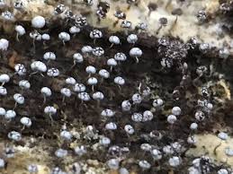 Attēlu rezultāti vaicājumam “Physarum album”