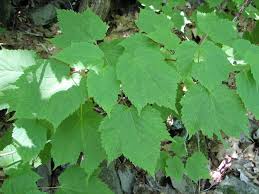 Attēlu rezultāti vaicājumam “Phyteuma spicatum leaf”