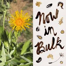 Image result for Inula helenium
