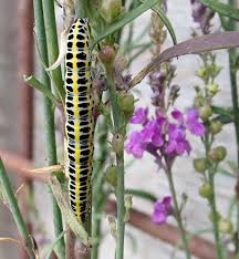 Attēlu rezultāti vaicājumam “Calophasia lunula larva”