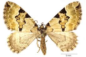 Attēlu rezultāti vaicājumam “Colostygia pectinataria”