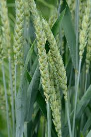 Attēlu rezultāti vaicājumam “Triticum aestivum”