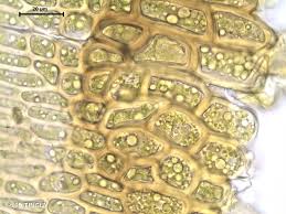 Attēlu rezultāti vaicājumam “Campyliadelphus elodes”