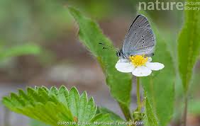 Attēlu rezultāti vaicājumam “Cupido minimus female”