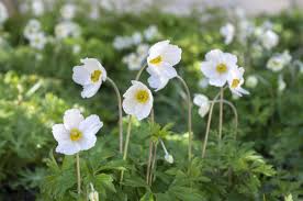 Attēlu rezultāti vaicājumam “Anemone sylvestris”