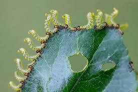 Attēlu rezultāti vaicājumam “Pristiphora maesta larva”
