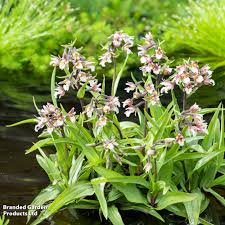 Attēlu rezultāti vaicājumam “Epipactis palustris bud”