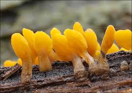 Attēlu rezultāti vaicājumam “Calocera glossoides”