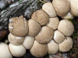 Attēlu rezultāti vaicājumam “Lycoperdon pyriforme”