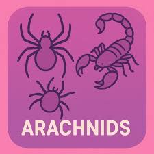 Attēlu rezultāti vaicājumam “Acalitus longisetosus”