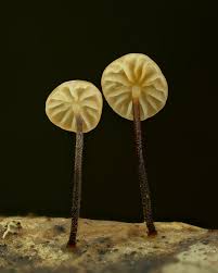 Attēlu rezultāti vaicājumam “Badhamia sp.”