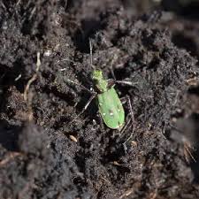 Attēlu rezultāti vaicājumam “Cicindela sylvatica”