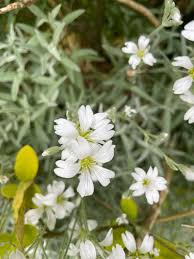 Attēlu rezultāti vaicājumam “Cerastium tomentosum”