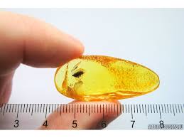 Attēlu rezultāti vaicājumam “Aphrophoridae nymph”