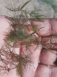 Attēlu rezultāti vaicājumam “Chara filiformis”