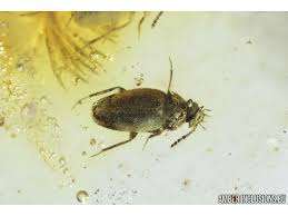 Attēlu rezultāti vaicājumam “Leiodidae larva”