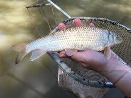 Image result for Minytrema melanops