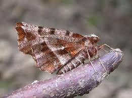 Attēlu rezultāti vaicājumam “Selenia dentaria”