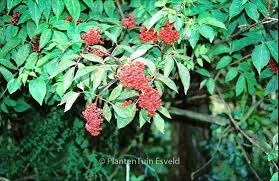 Attēlu rezultāti vaicājumam “Sambucus racemosa leaf”