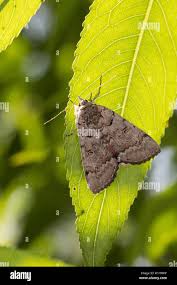 Attēlu rezultāti vaicājumam “Catocala pacta”