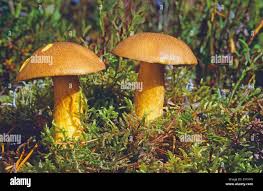 Attēlu rezultāti vaicājumam “Suillus variegatus”