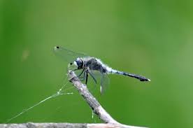 Attēlu rezultāti vaicājumam “Leucorrhinia albifrons female”