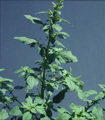 Attēlu rezultāti vaicājumam “Amaranthus retroflexus”