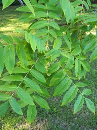 Attēlu rezultāti vaicājumam “Juglans ailanthifolia”