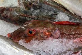 Image result for Chelidonichthys cuculus