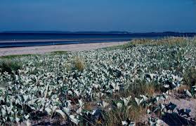 Attēlu rezultāti vaicājumam “Petasites spurius”