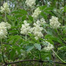 Attēlu rezultāti vaicājumam “Sambucus racemosa flower”
