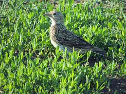 Image result for Melanocorypha yeltoniensis