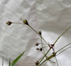Attēlu rezultāti vaicājumam “Luzula pilosa bud”