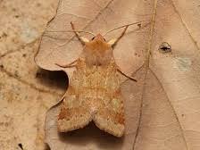 Attēlu rezultāti vaicājumam “Agrochola helvola”