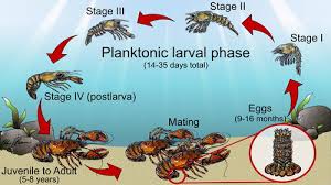 Image result for Homarus americanus
