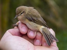 Attēlu rezultāti vaicājumam “Phylloscopus collybita”