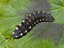 Attēlu rezultāti vaicājumam “Lampyris noctiluca”