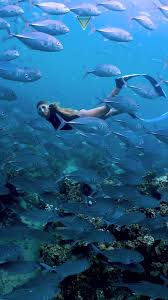 Image result for Blue Water Freediving School