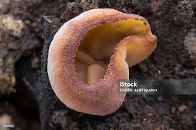 Attēlu rezultāti vaicājumam “Peziza badia”