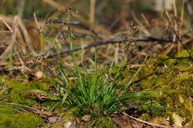 Attēlu rezultāti vaicājumam “Luzula pilosa leaf”